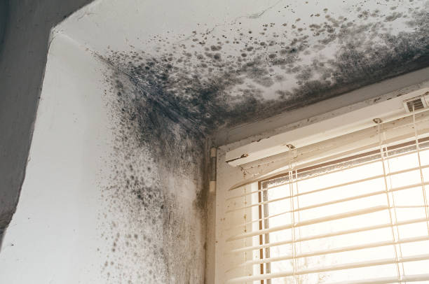 Affordable Mold Removal solutions in Richmond, VA